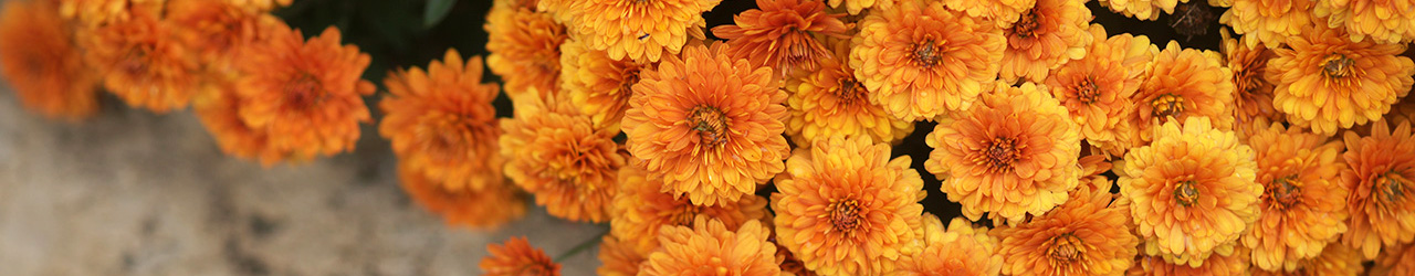 Fall Mums