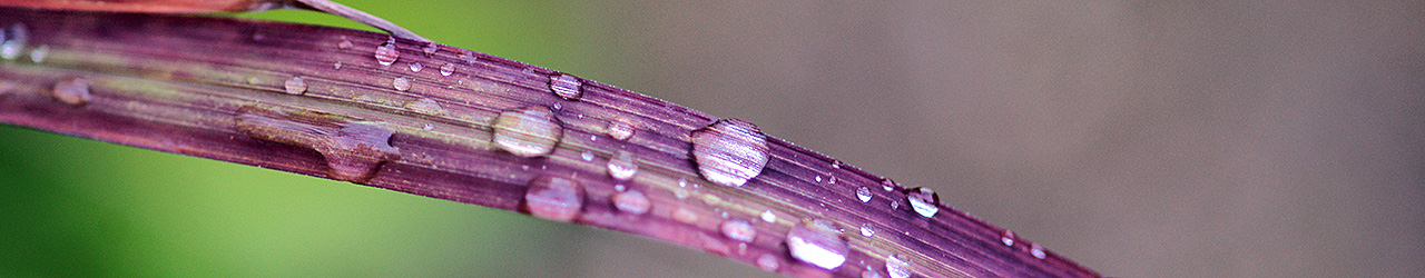 Japanese Bloodgrass